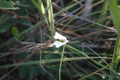 Dalechampia caperonioides
