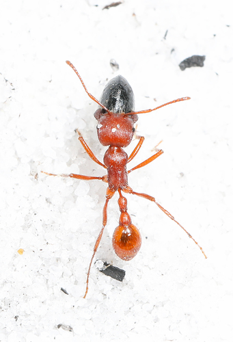 Florida Harvester Ant