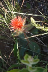 Gomphrena arborescens