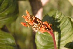 Palicourea rigida