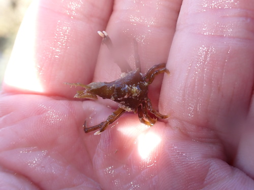 Simocarcinus simplex, 2025-12-28