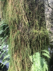 Selaginella oregana