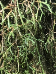 Selaginella oregana