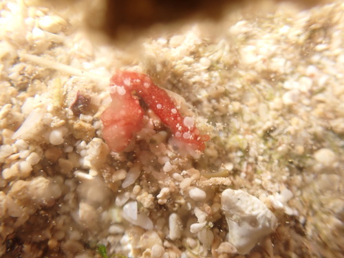 Chiridota rigida observed 2025-12-28