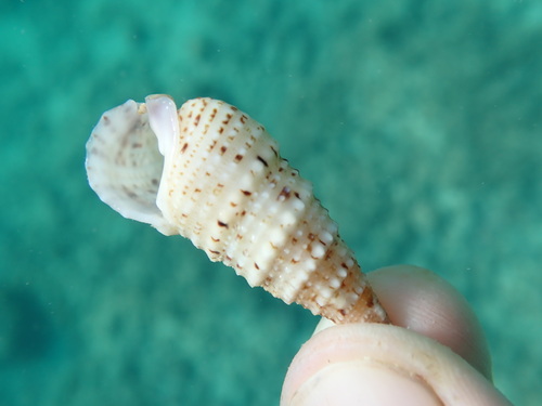 Cerithium obeliscus observed 2025-12-28