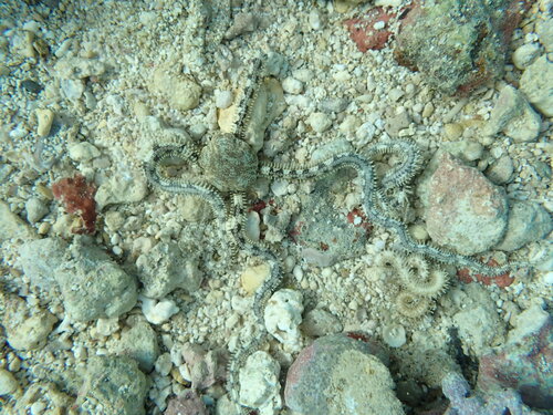 Ophionereis porrecta observed 2025-12-28