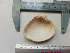 Hysteroconcha lupanaria