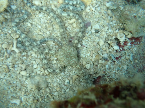 Ophionereis porrecta observed 2025-12-28