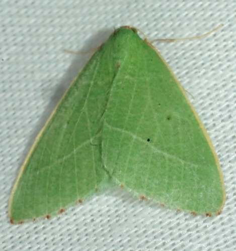 iNaturalist observation photo of Nemoria pulcherrima
