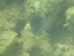 Pomacentrus tripunctatus