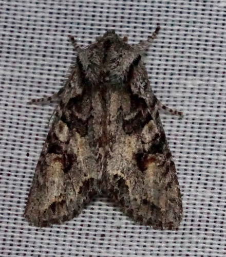 iNaturalist observation photo of Egira hiemalis