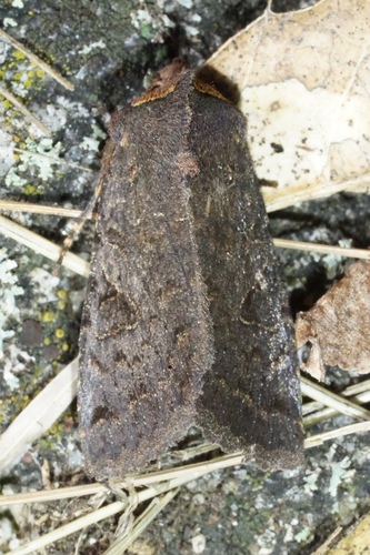 iNaturalist observation photo of Cutworms and Dart Moths
