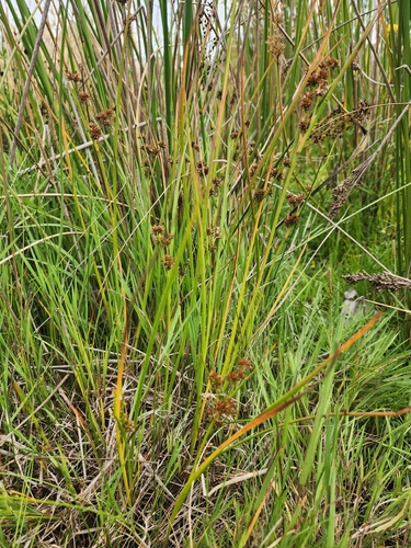 Juncus holoschoenus observed 2025-12-29
