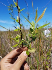 Salix caroliniana