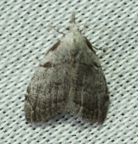 iNaturalist observation photo of Ceanothus Nola Moth