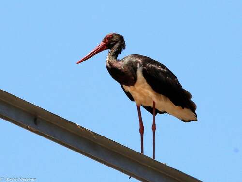 Black Stork (Ciconia nigra), photo 7