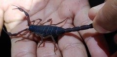 Centruroides gracilis