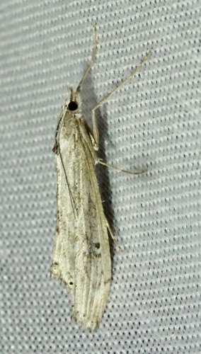 iNaturalist observation photo of Butterflies and Moths