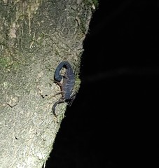 Centruroides gracilis