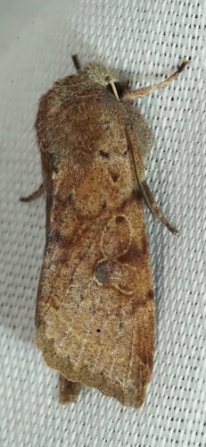 iNaturalist observation photo of Orthosia