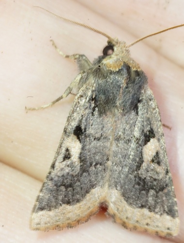 iNaturalist observation photo of Orthosia praeses
