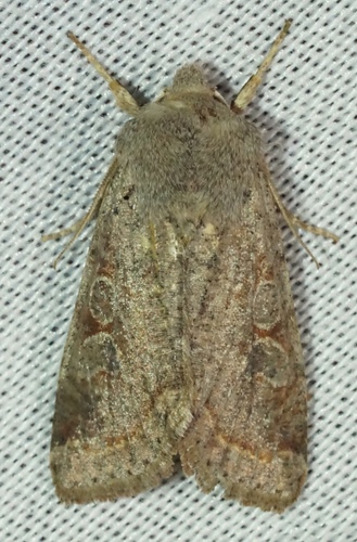 iNaturalist observation photo of Orthosia