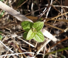 Conoclinium coelestinum