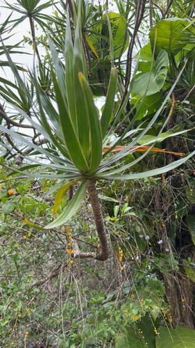 Dracaena angustifolia observed 2025-12-28