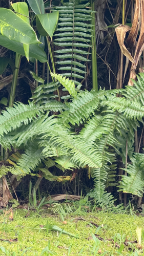 Nephrolepis brownii observed 2025-12-28
