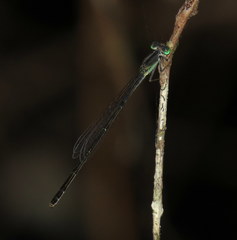 Ischnura prognata