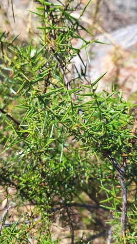 rock wattle (Acacia rupicola)