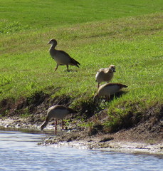 Alopochen aegyptiaca image