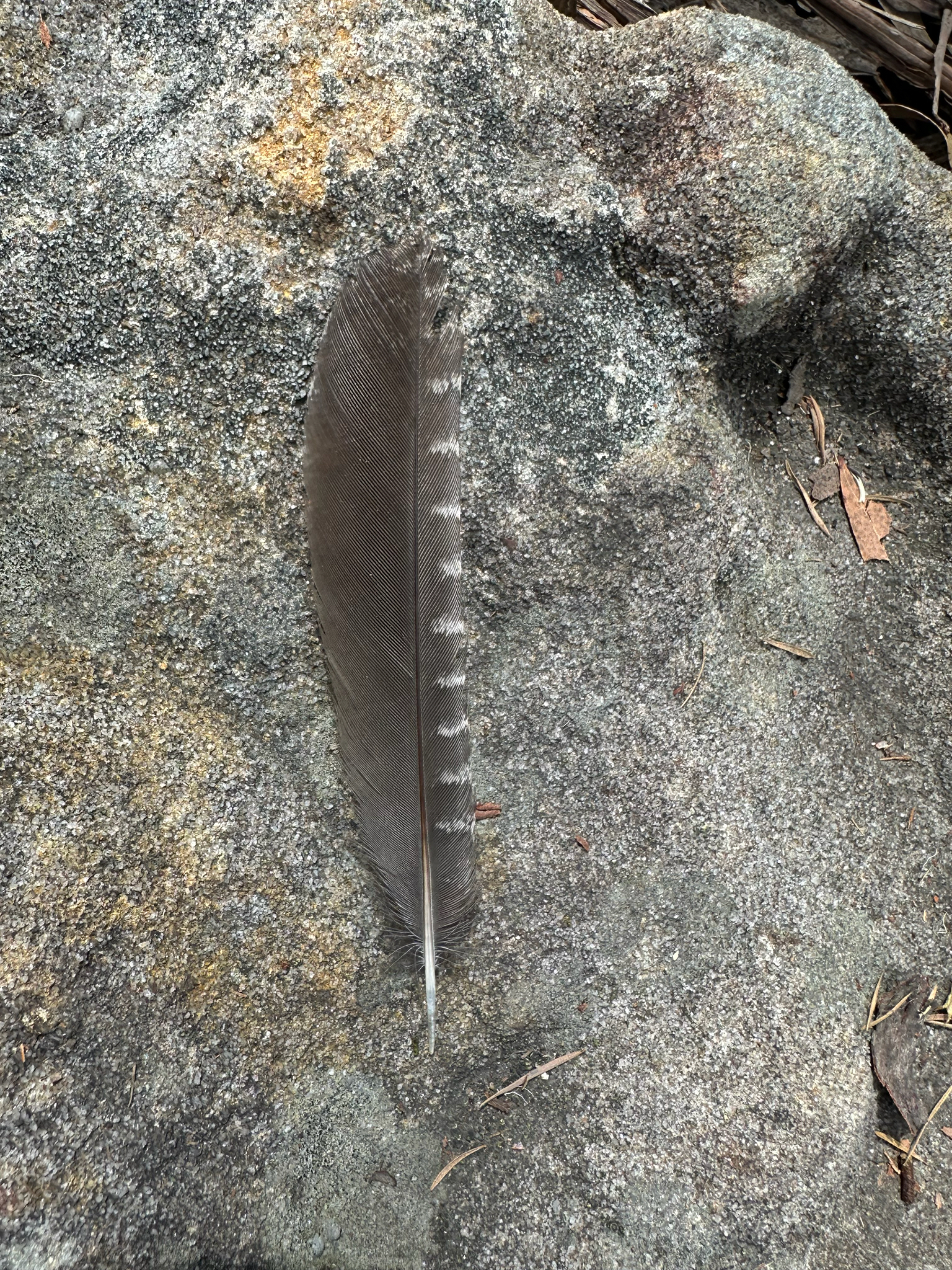 Aegotheles cristatus (Shaw, 1790)