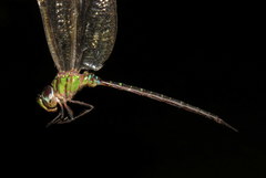 Triacanthagyna trifida