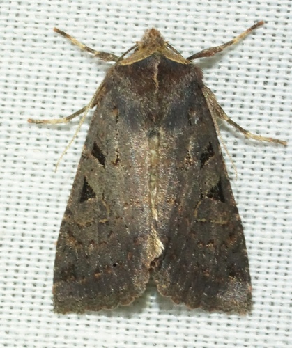 iNaturalist observation photo of Orthosia praeses