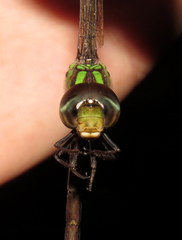 Triacanthagyna trifida