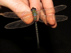 Triacanthagyna trifida