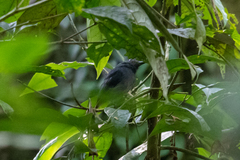 Thamnomanes ardesiacus