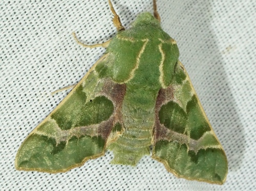 iNaturalist observation photo of Pacific Green Sphinx