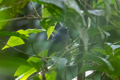 Thamnomanes ardesiacus