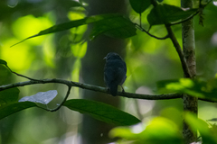 Thamnomanes ardesiacus