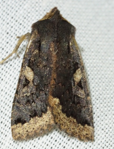 iNaturalist observation photo of Orthosia praeses