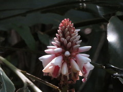 Alpinia shimadae