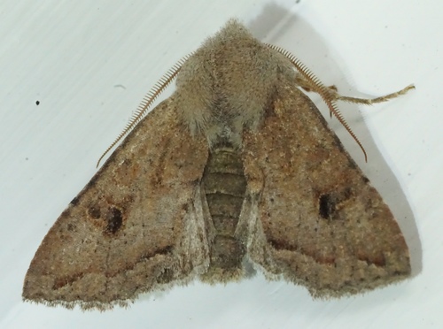 iNaturalist observation photo of Orthosia erythrolita