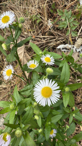 annual fleabane