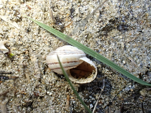 Theba pisana