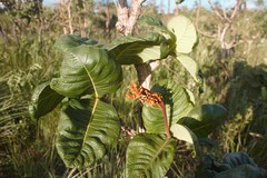 Palicourea rigida