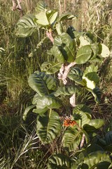 Palicourea rigida