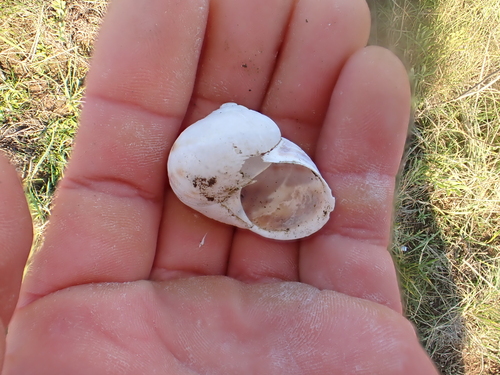 Cornu aspersum