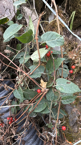 lyreleaf nightshade